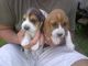 Cachorros basset