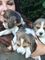 Cachorros Basset Hound - Foto 1