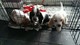 Cachorros Basset Hound - Foto 1