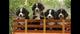 Cachorros Bernese A Disponible - Foto 1
