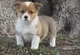 Cachorros bien entrenados del corgi galés de pembroke - navidad