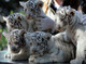 Cachorros blancos de tigre para la venta - Foto 1
