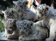 Cachorros blancos de tigre para la venta