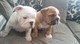 Cachorros de bulldog inglés - Foto 1