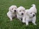 Cachorros de golden retriever akc 2top para navidad gitf