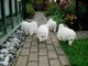 Cachorros de pura raza samoyedo para adopción