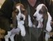 Cachorros hermosos de Basset Hound para la adopción - Foto 1