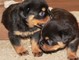 Cachorros hermosos de rottweiler - apenas a tiempo para la navid