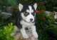Cachorros husky siberiano masculino y masculino para la adopción