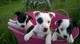 Cachorros Jack Russell - Foto 1