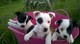 Cachorros jack russell