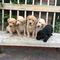 Cachorros labrador retriever