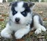 Cachorros lindos y adorables del husky siberiano para la adopción - Foto 1