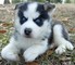 Cachorros lindos y adorables del husky siberiano para la adopción