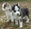 Cachorros mas husky siberiano para adopcion libre - Foto 1