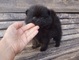 Cachorros negro pomeranian de la taza de té disponible