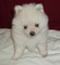 Cachorros pomeranian blanco crema disponible