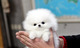 Cachorros Pomeranian blanco crema para la adopción - Foto 1