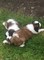 Cachorros st bernard