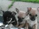 Calidad Chihuahua Puppies.vet Chequeado / Vacunado - Foto 1