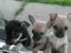 Calidad chihuahua puppies.vet chequeado / vacunado