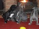 Cane Corso Italian Mastiff Puppies - Foto 1