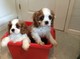 Cavalier King Charles Puppies - Foto 1