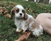 Cavalier King Charles Spaniel Cachorros - Foto 1