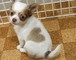 Chihuahua cachorros diminutos