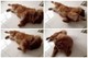 Chow Chow Puppies - Foto 1
