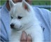 Cute Siberian Husky Pups fo adopción libre - Foto 1
