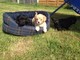 Disponible Cavapoo Puppies - Foto 1