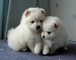 Dos cachorros encantadores del pom para el regalo de navidad