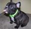 Frenchie puppies - Foto 1