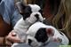 Fuerte audaces cachorros de Mastín en adopción - Foto 1
