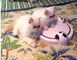 Gatitos persas listos para el nuevo hogar - Foto 1