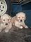 Golden Retriver Puppies - Foto 1