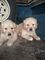 Golden retriver puppies