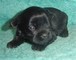 Gratis affenpinscher cachorros listo