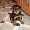 Gratis airedale terrier Cachorro listo - Foto 1