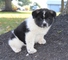 Gratis akita cachorros listo
