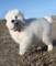 Gratis alaskan malamute cachorro listo