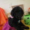 Gratis aussiedoodles cachorros disponibles