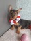 Gratis australiano terrier cachorros listo