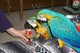 Gratis azul y oro de la mujer macaw con la jaula