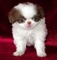 Gratis Barbilla japonesa Cachorros listo - Foto 1