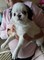 Gratis Barbilla japonesa cachorros listo - Foto 1