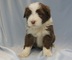 Gratis barbudo collie cachorros disponible