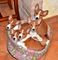Gratis Basenji cachorros disponibles - Foto 1