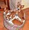 Gratis basenji cachorros disponibles